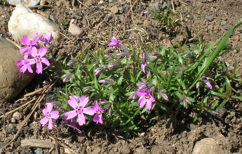 Изображение особи Phlox subulata.