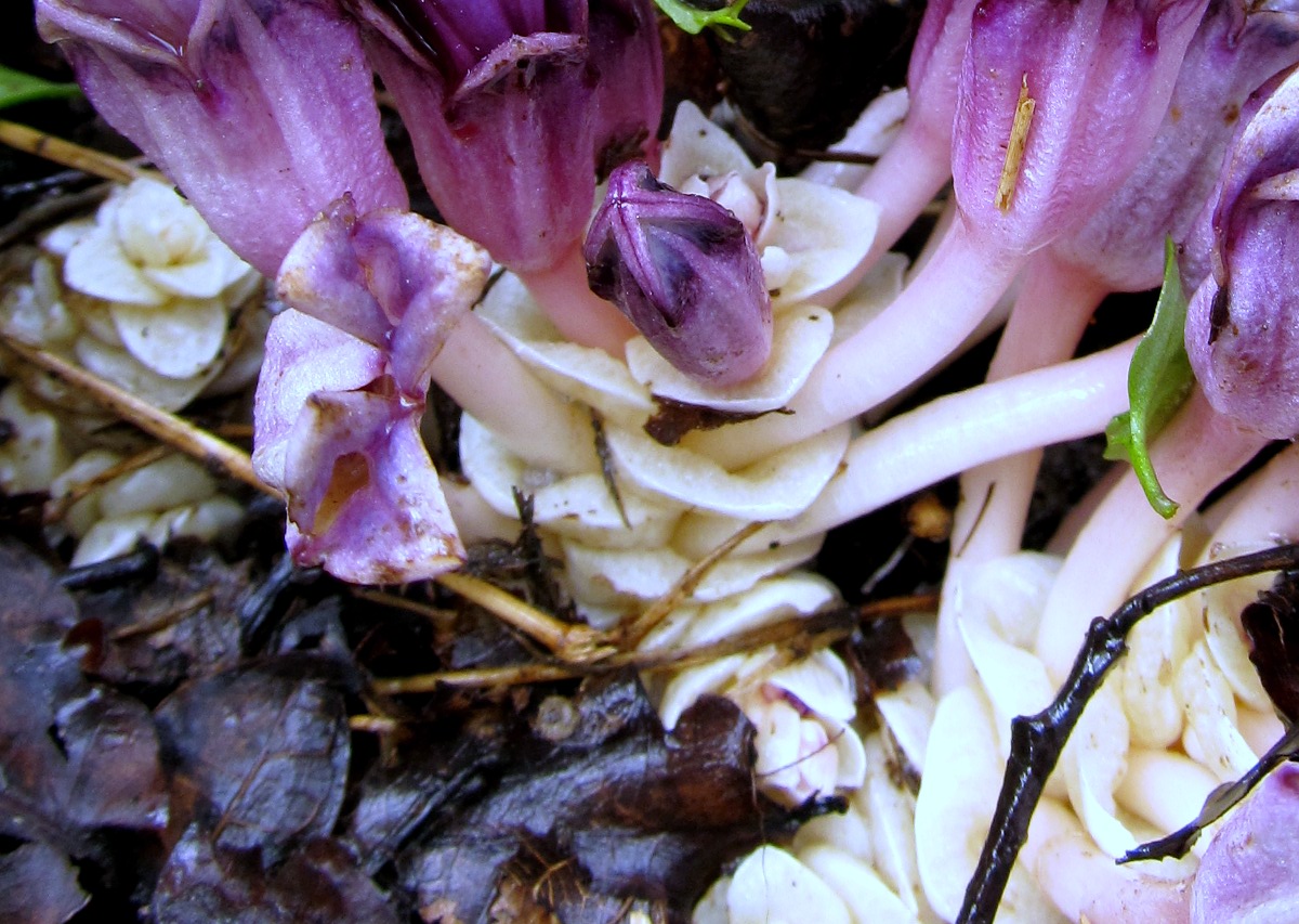 Image of Lathraea clandestina specimen.