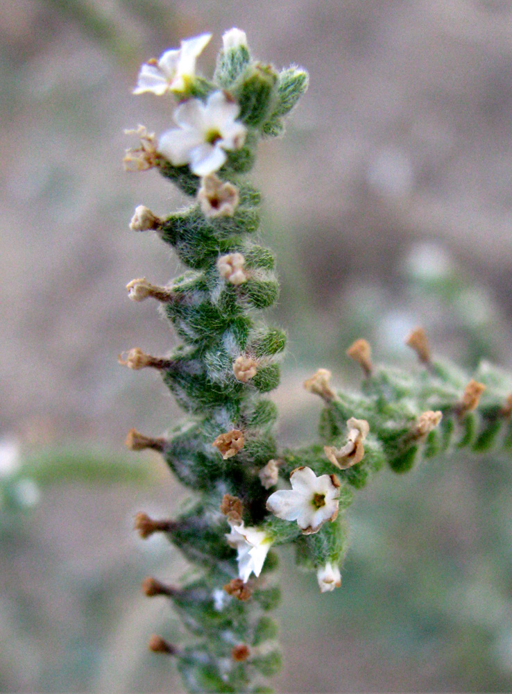 Image of Heliotropium ellipticum specimen.