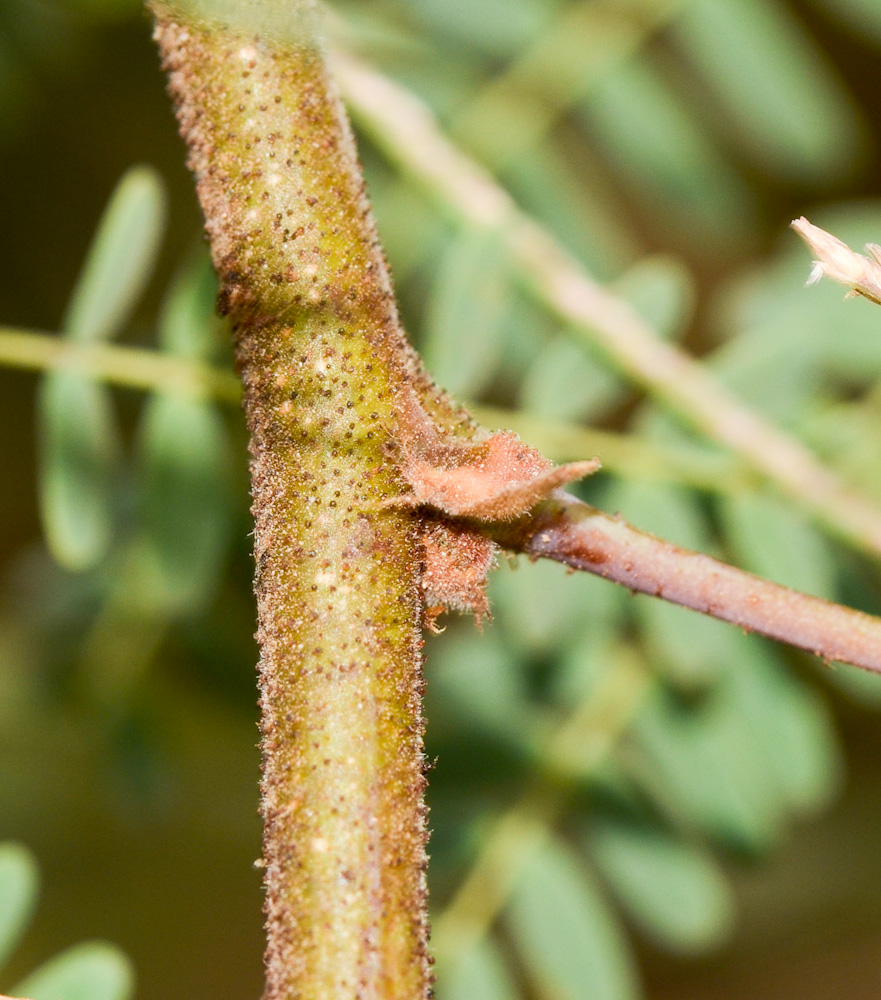 Изображение особи Caesalpinia gilliesii.