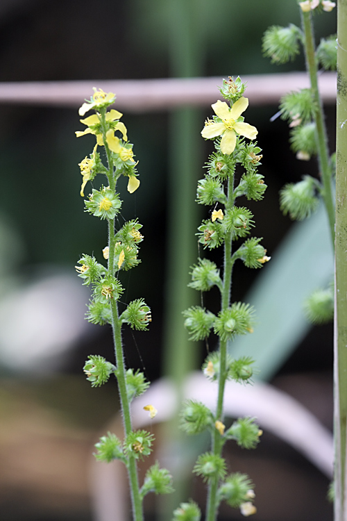 Image of Agrimonia asiatica specimen.