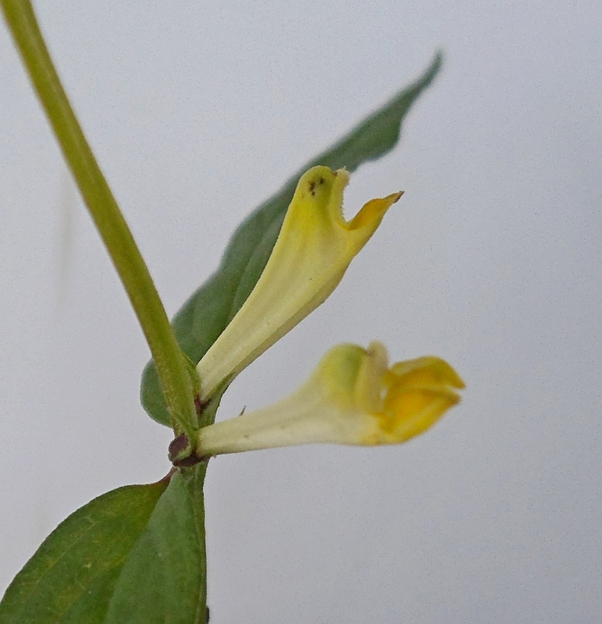 Image of Melampyrum pratense specimen.