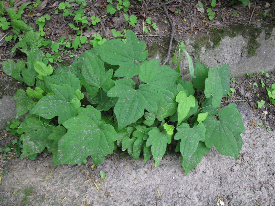 Image of Dioscorea nipponica specimen.