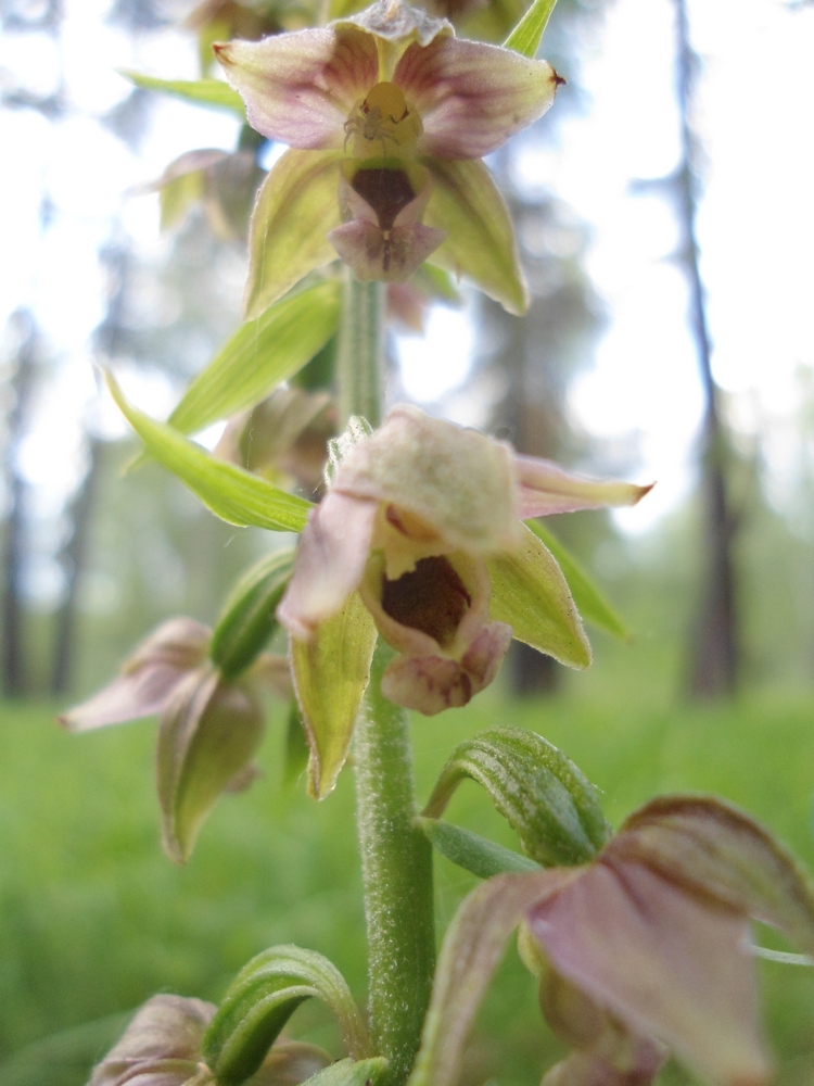 Изображение особи Epipactis helleborine.