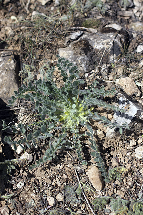 Изображение особи род Astragalus.