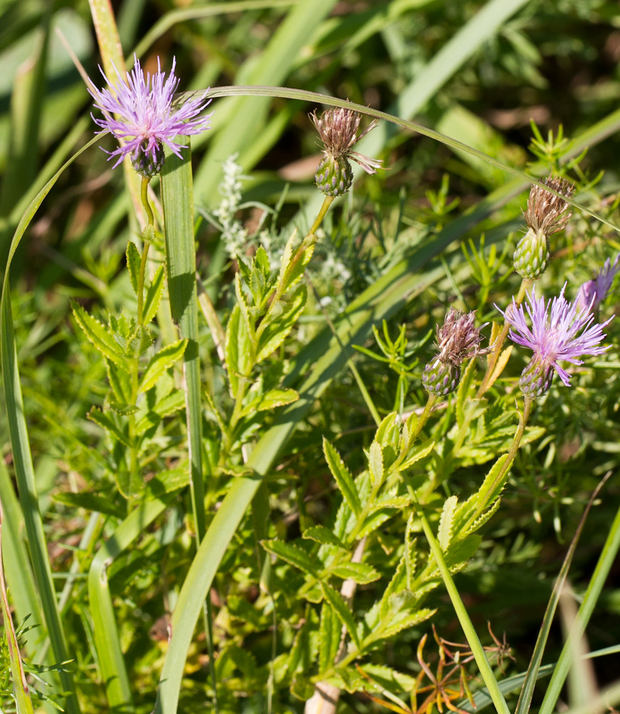 Image of Cirsium serratuloides specimen.