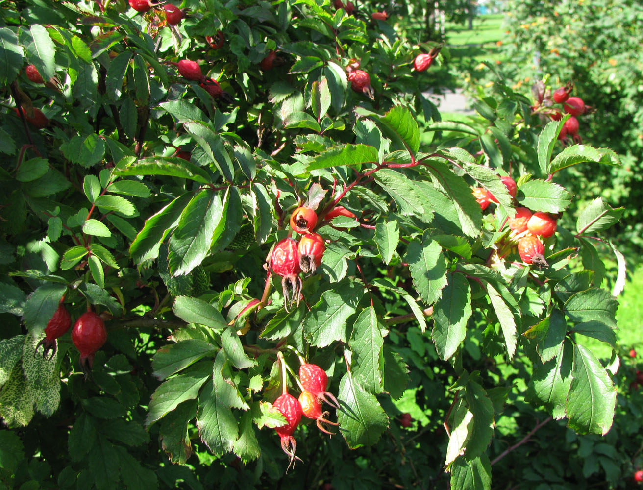 Image of genus Rosa specimen.