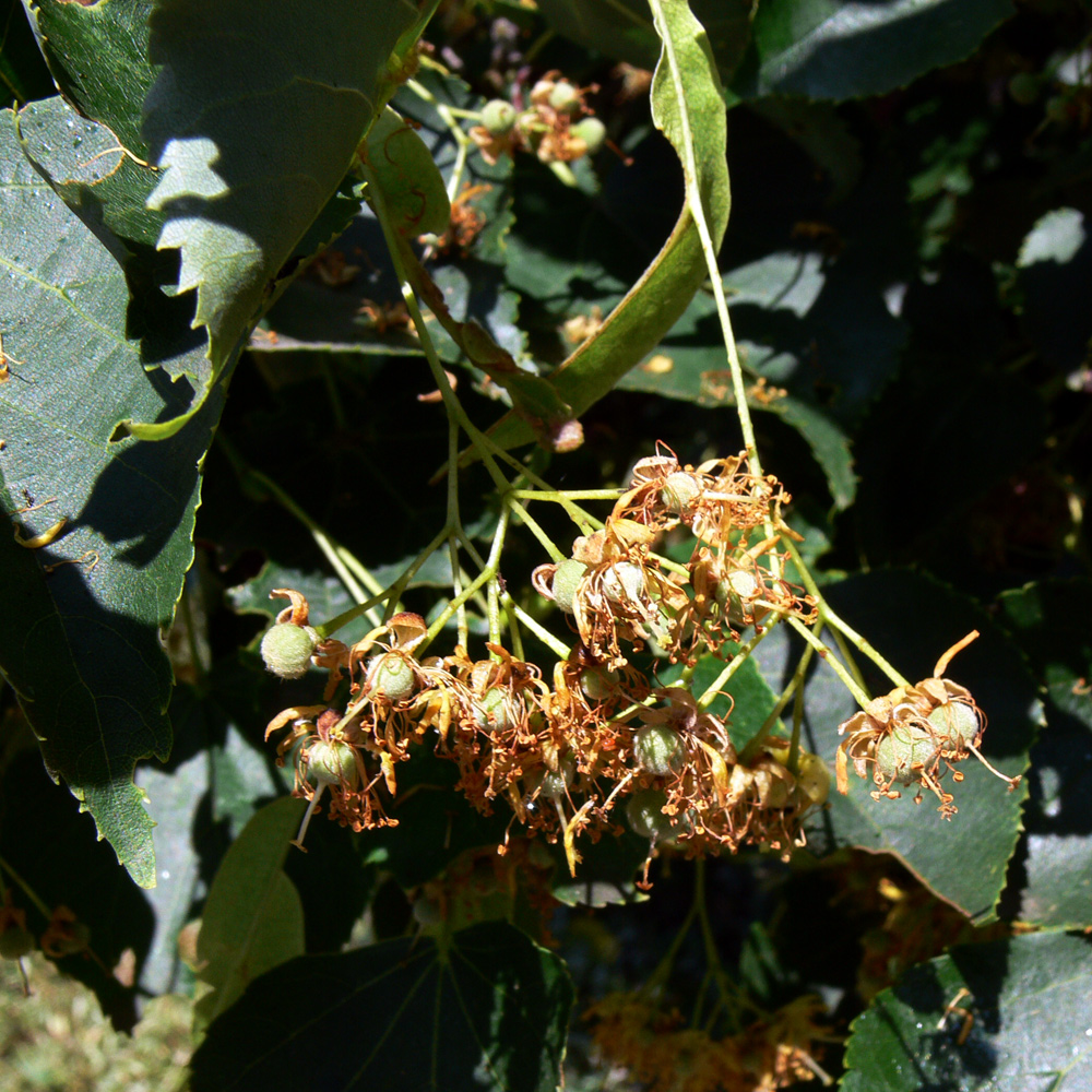 Image of Tilia × europaea specimen.