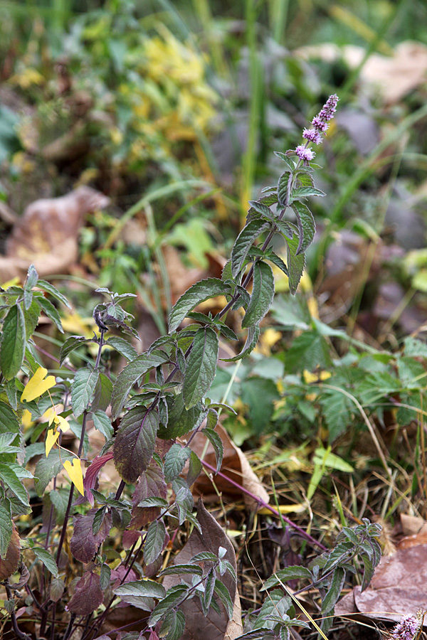 Image of genus Mentha specimen.