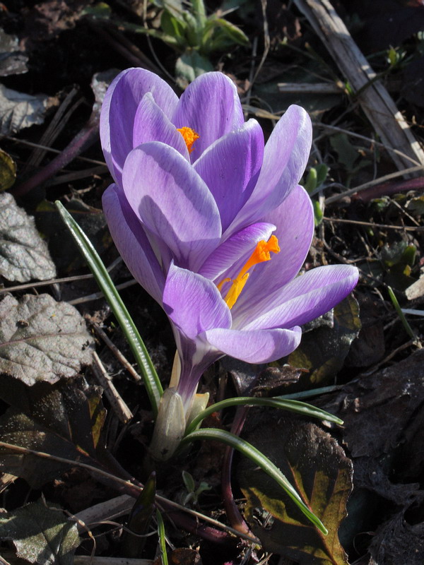 Image of Crocus vernus specimen.