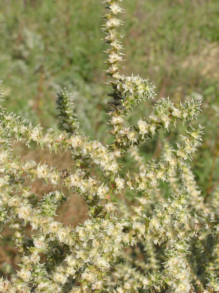 Изображение особи Salsola tragus.