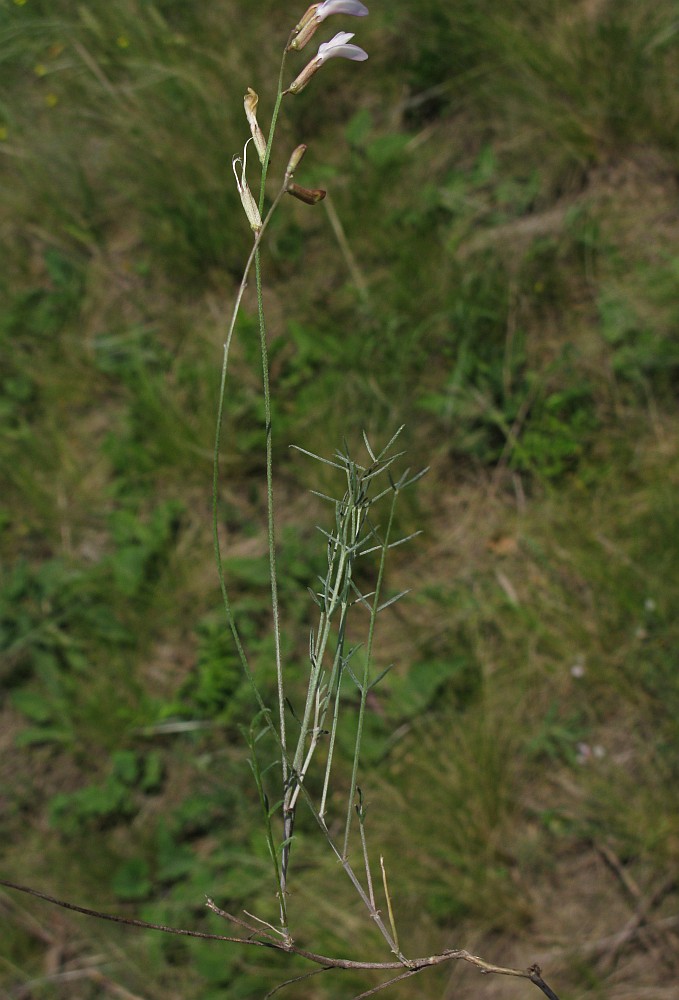 Изображение особи Astragalus ucrainicus.