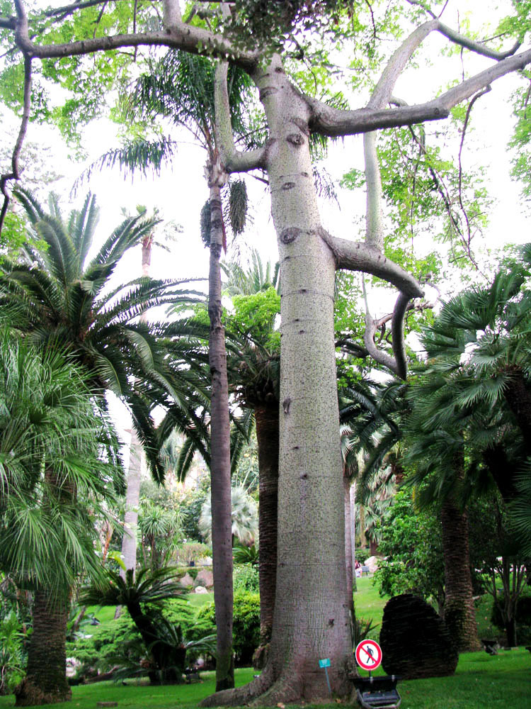 Изображение особи Ceiba speciosa.