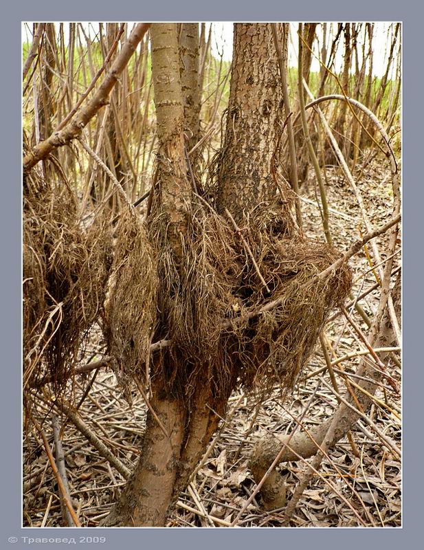 Image of Salix euxina specimen.