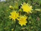 Sonchus palustris. Соцветия. Украина, Хмельницкая обл., Красиловский р-н, с. Терешки, влажный луг. 31.07.2010.