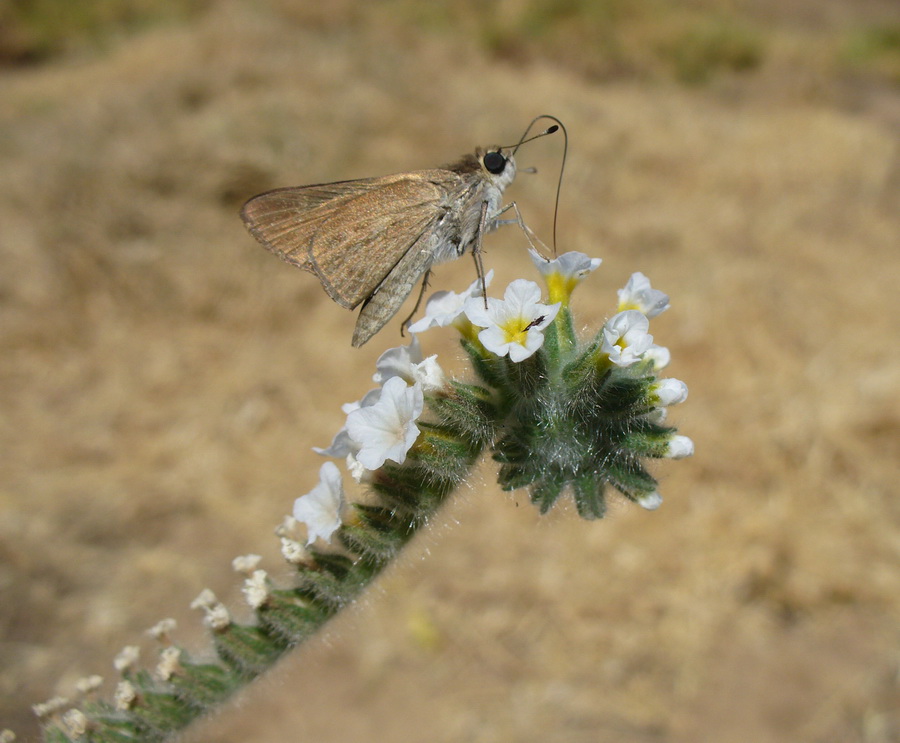 Image of Heliotropium hirsutissimum specimen.