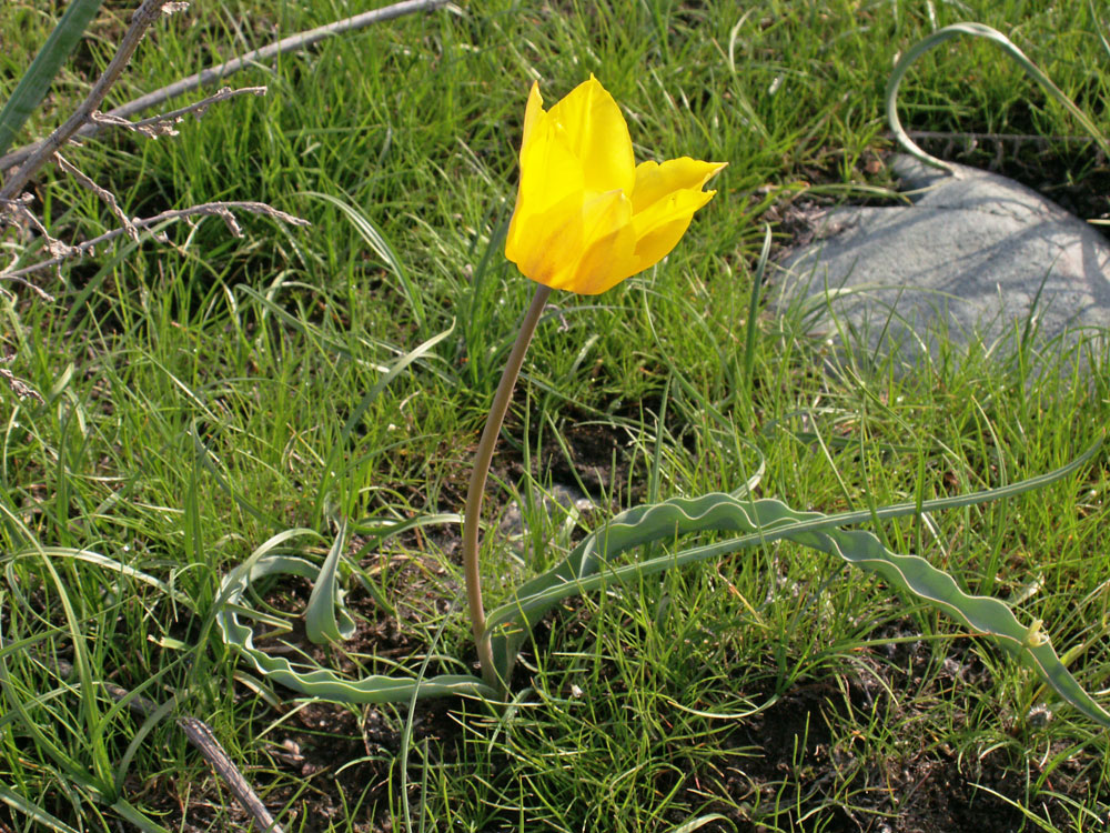 Image of Tulipa ostrowskiana specimen.