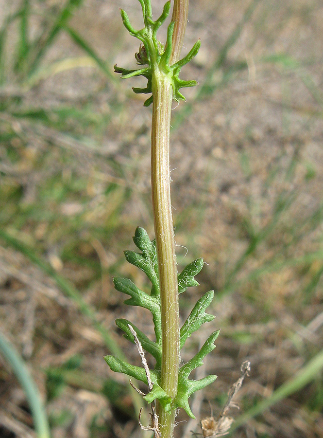 Image of Senecio vernalis specimen.