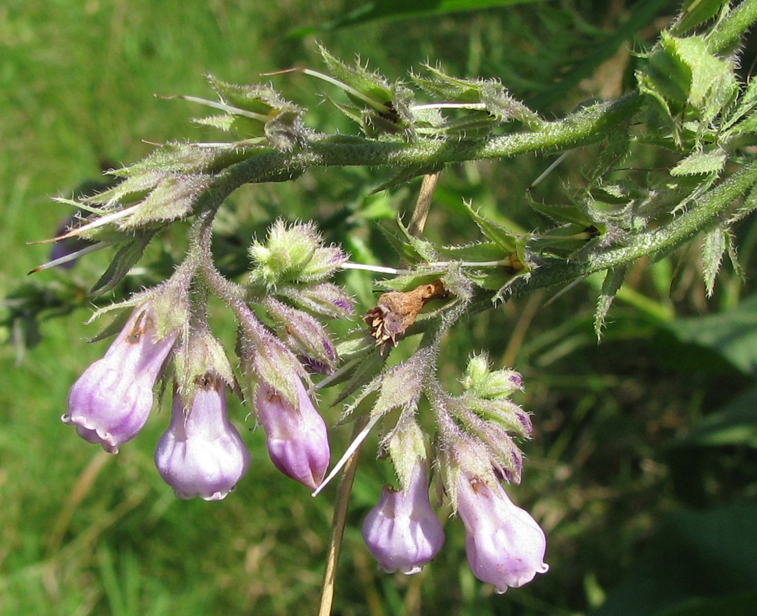 Image of Symphytum officinale specimen.