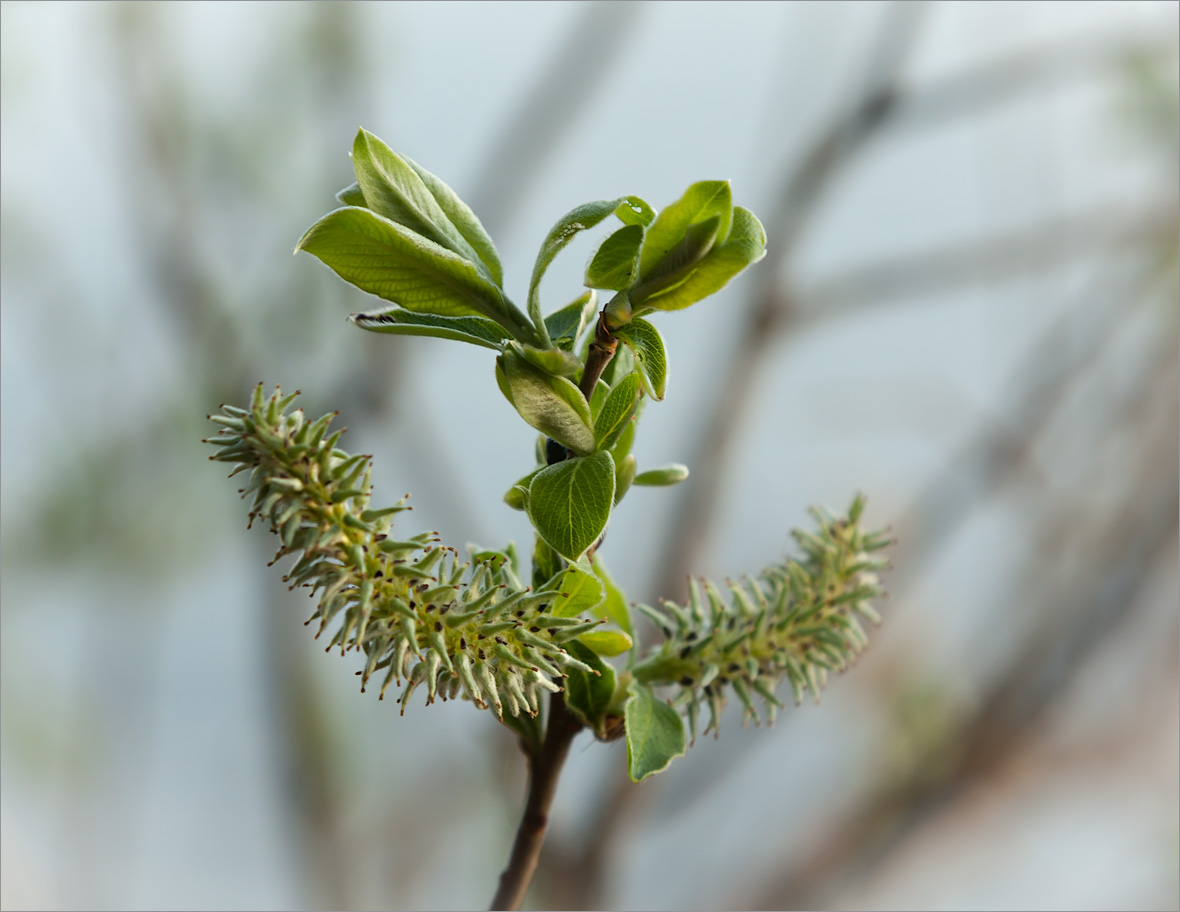 Salix caprea РїР»РѕРґС‹