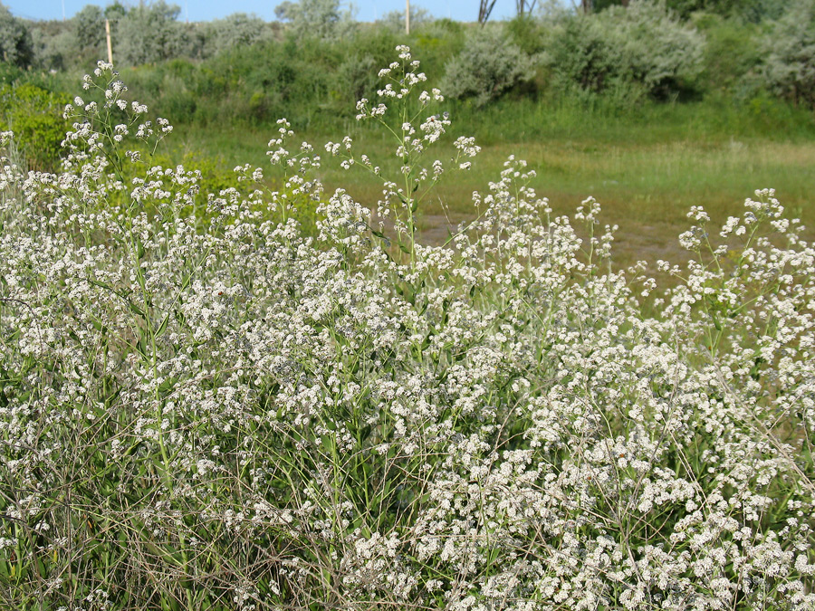 Image of Lepidium latifolium specimen.