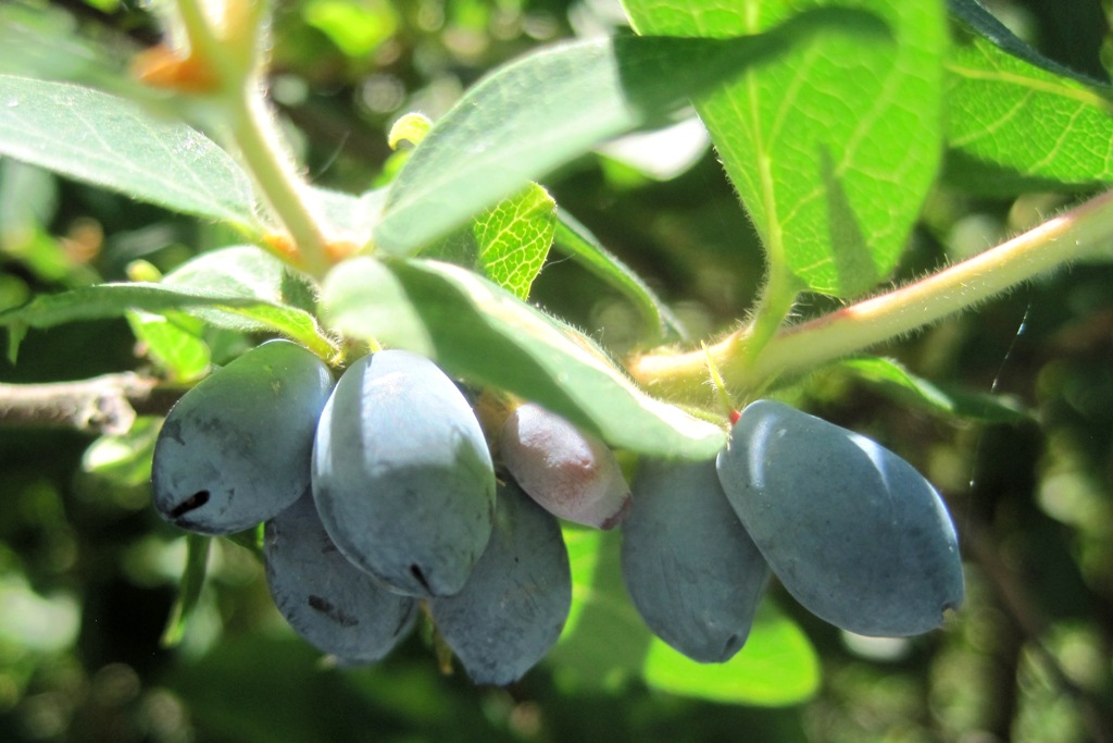 Изображение особи Lonicera buschiorum.