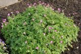 Geranium endressii. Цветущее растение. Германия, г. Krefeld, Ботанический сад. 10.06.2013.