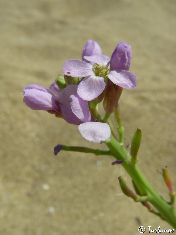 Image of Cakile euxina specimen.