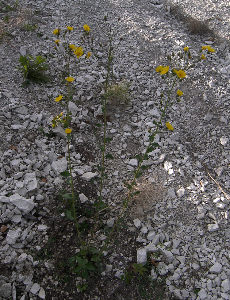 Image of Hieracium robustum specimen.