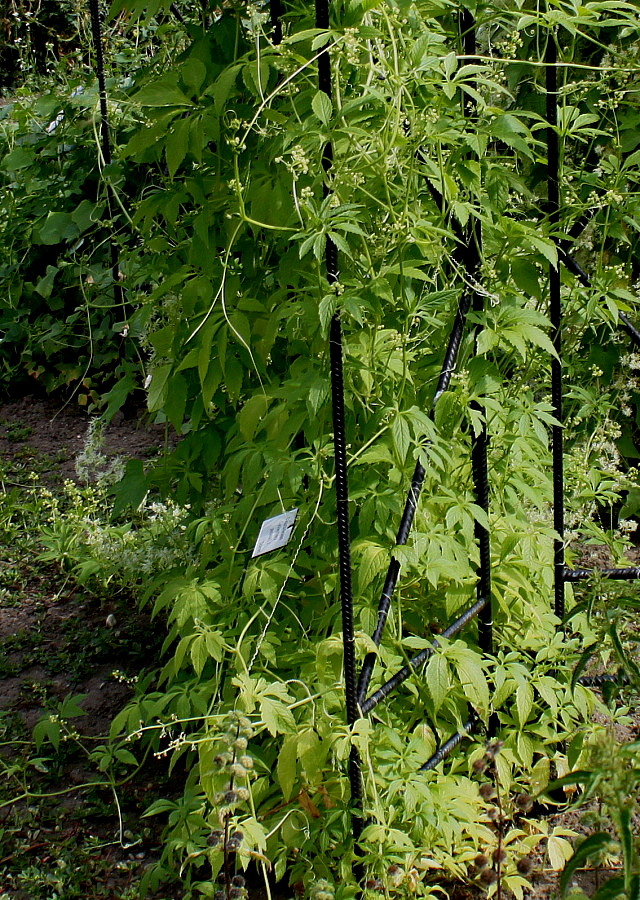 Image of Cyclanthera pedata specimen.