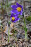 Pulsatilla patens