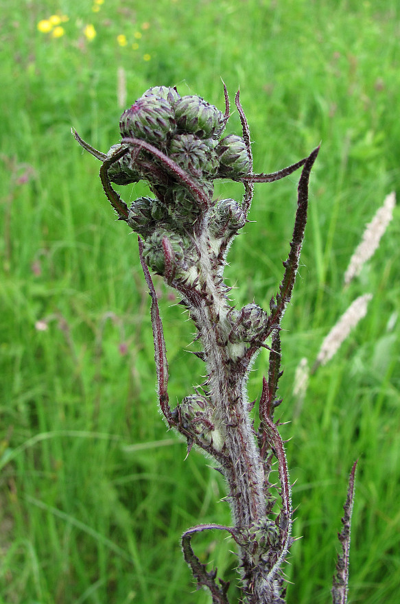 Изображение особи Cirsium palustre.