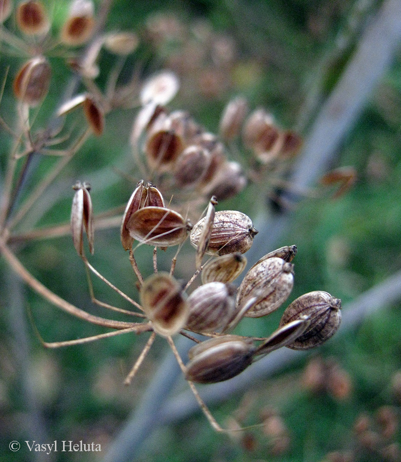 Image of Pastinaca sylvestris specimen.