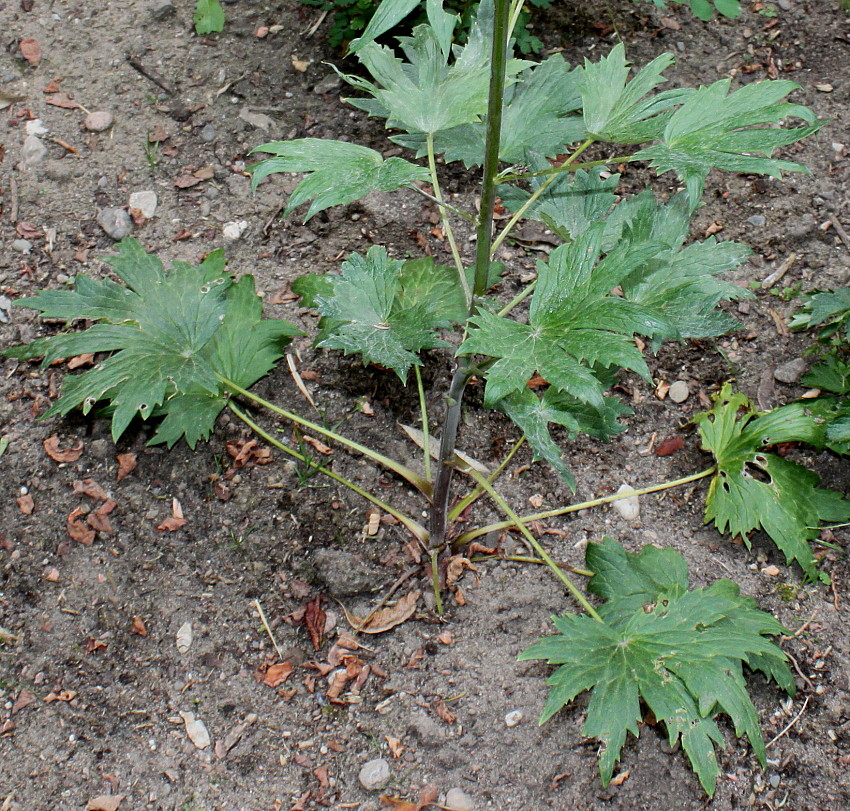 Изображение особи Delphinium ceratophorum.