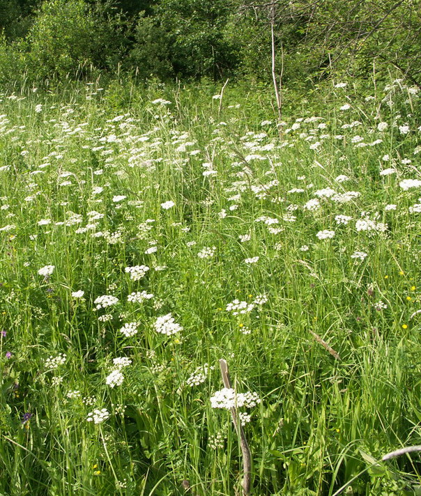 Image of Pimpinella major specimen.