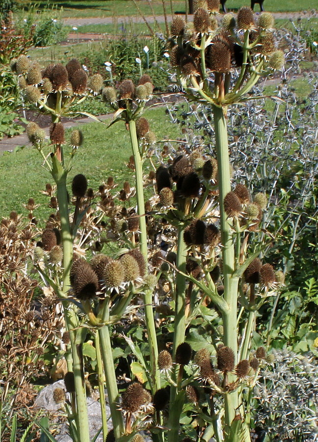 Image of Eryngium pandanifolium specimen.