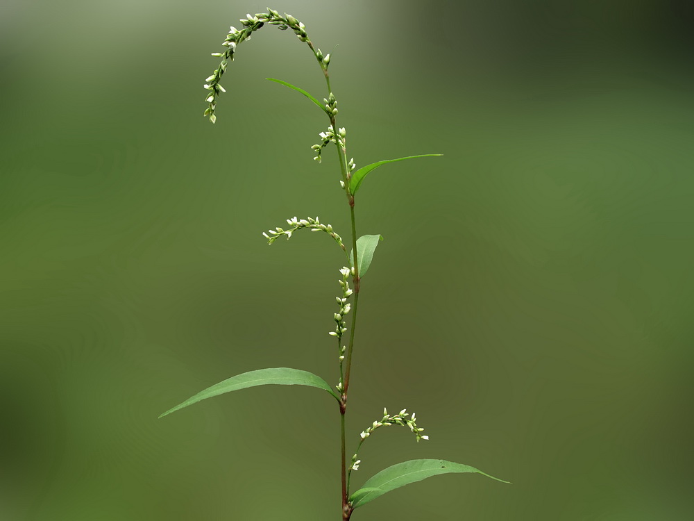 Image of Persicaria hydropiper specimen.