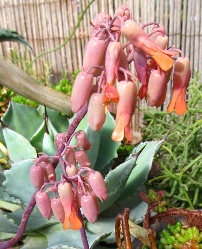 Изображение особи Kalanchoe fedtschenkoi.