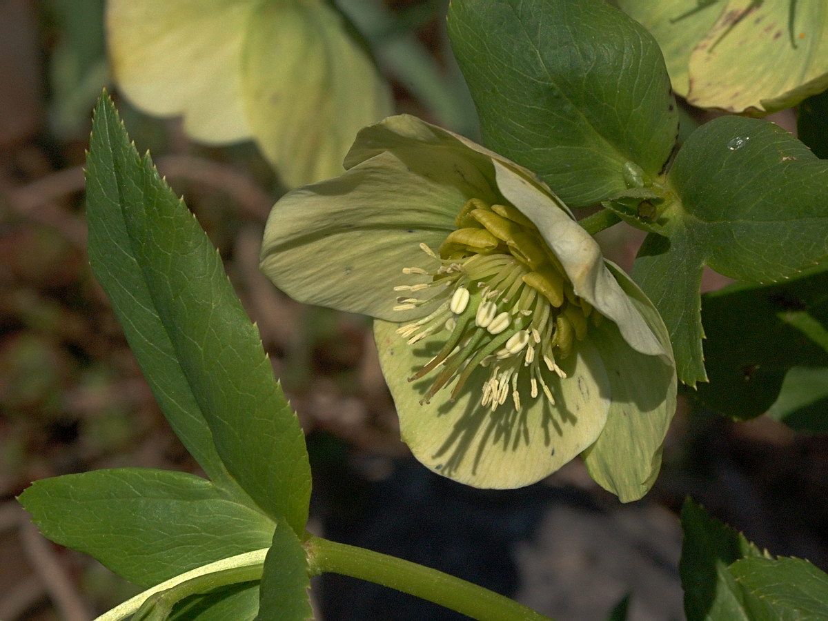 Изображение особи Helleborus caucasicus.