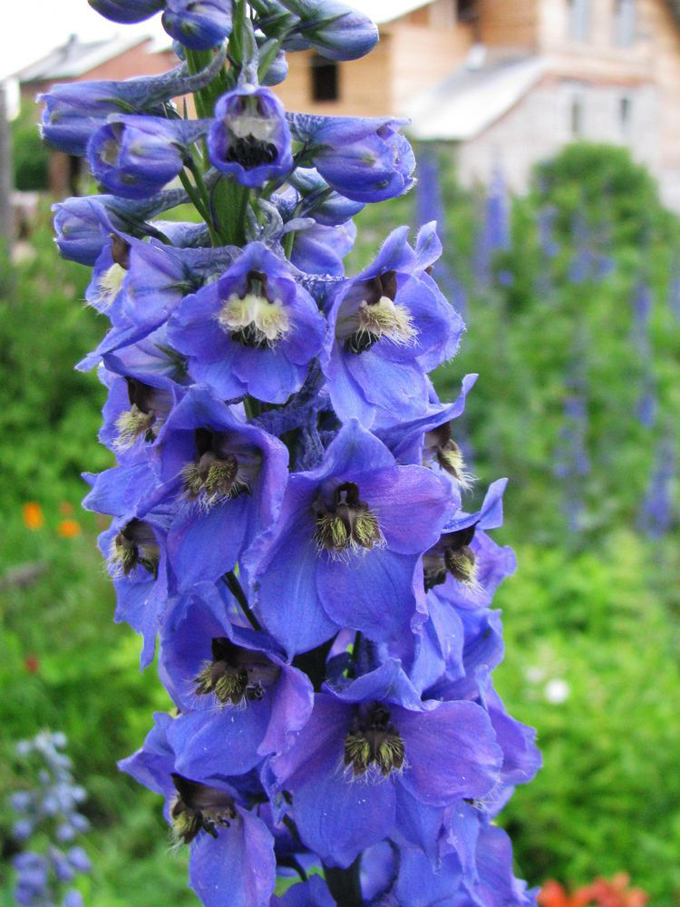 Image of Delphinium &times; phoeniceum specimen.