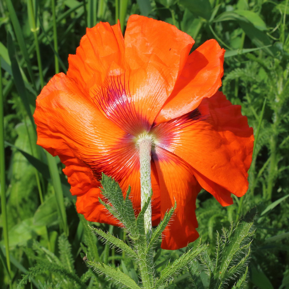 Изображение особи Papaver orientale.