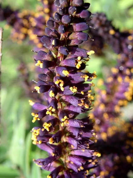 Image of Amorpha fruticosa specimen.