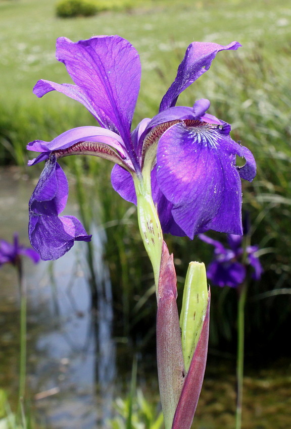 Изображение особи Iris sanguinea.