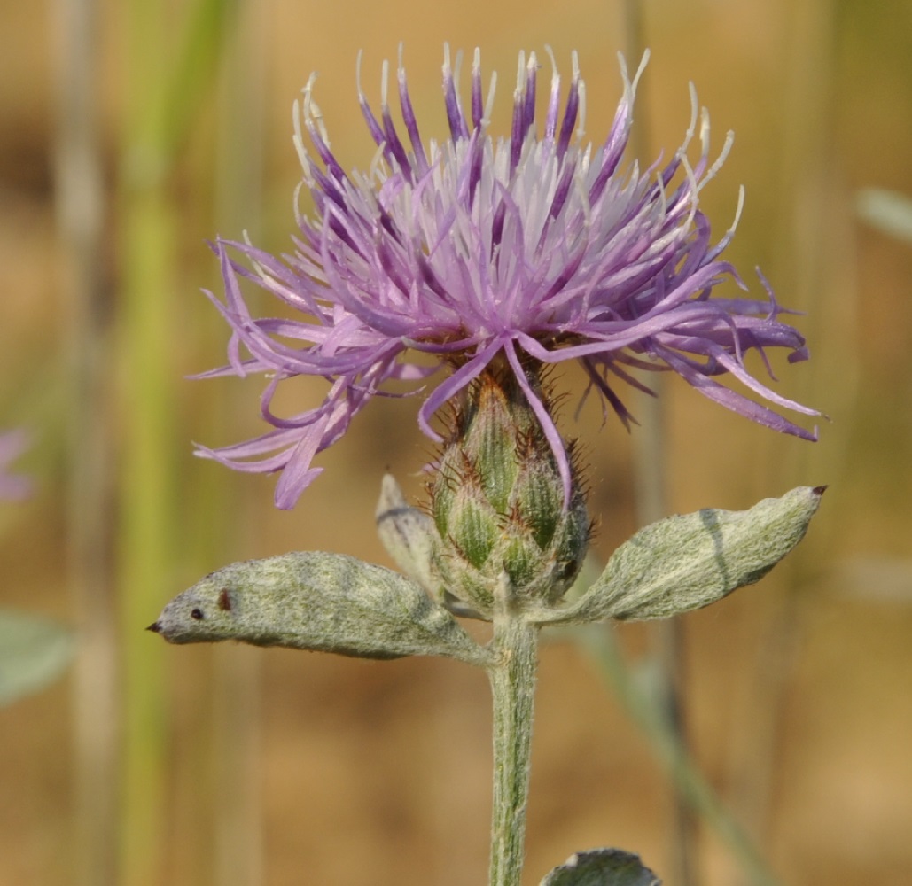 Image of Centaurea cuneifolia specimen.