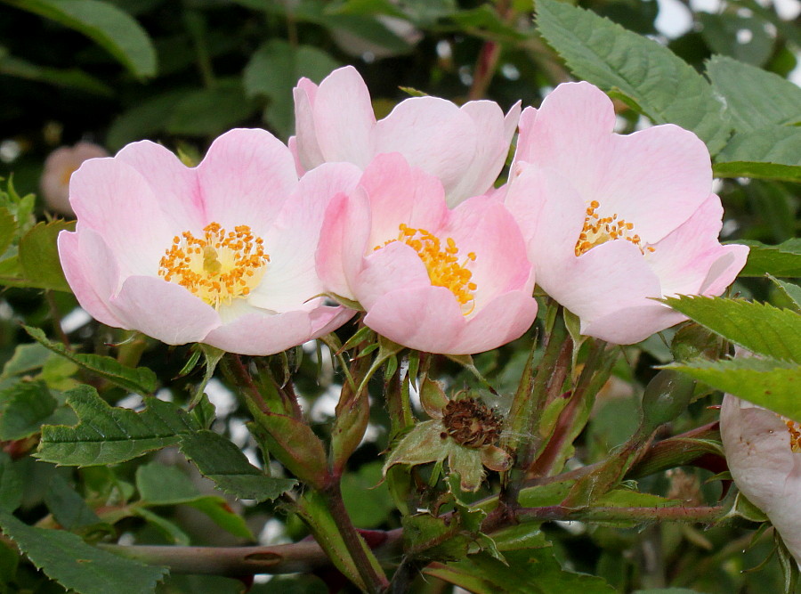 Image of Rosa stylosa specimen.