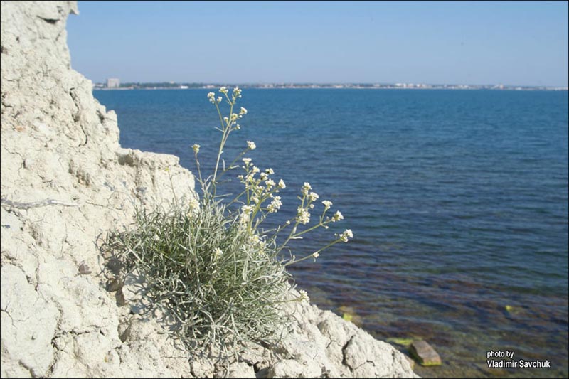 Изображение особи Lepidium turczaninowii.