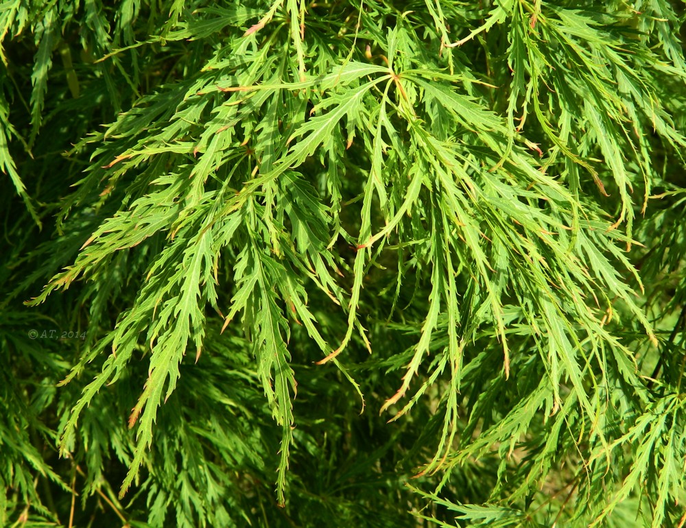 Image of Acer palmatum specimen.