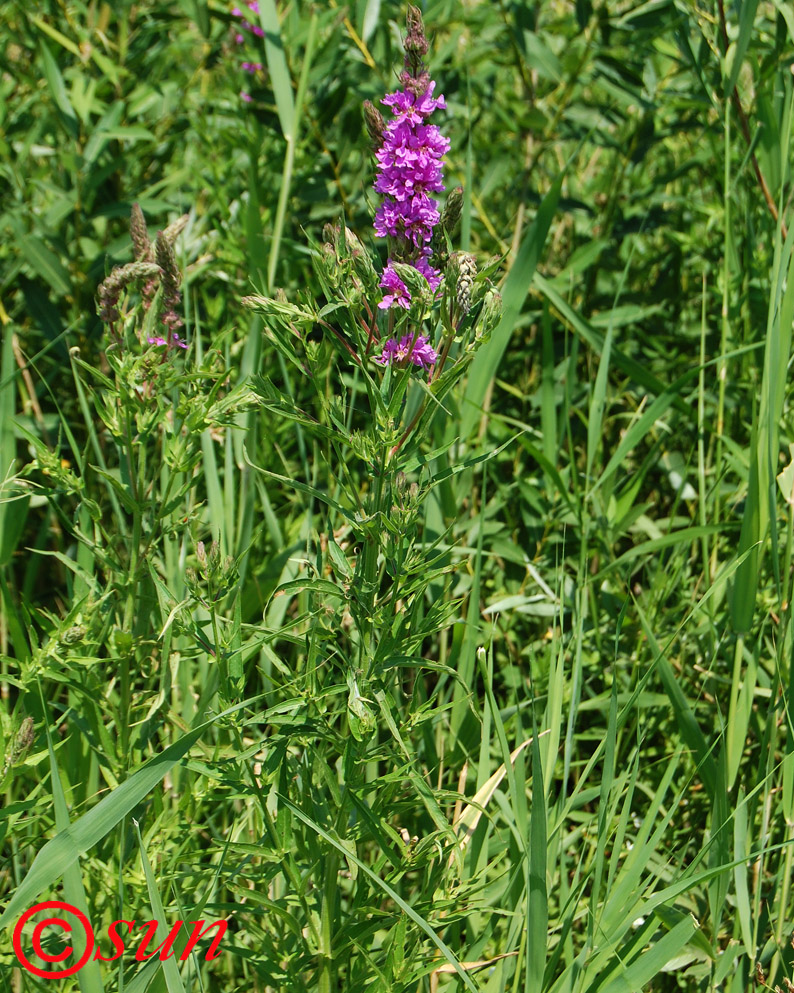 Image of Lythrum salicaria specimen.