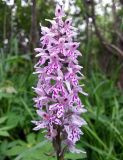 Dactylorhiza fuchsii. Соцветие. Московская обл., Талдомский р-н. 23.06.2014.