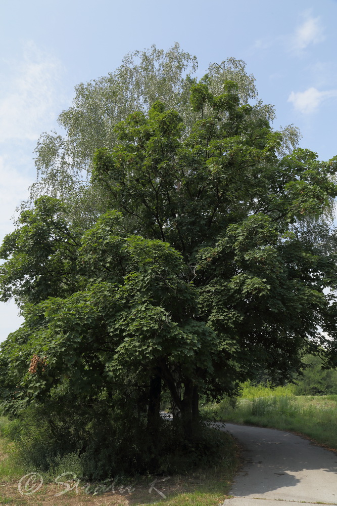 Изображение особи Acer pseudoplatanus.